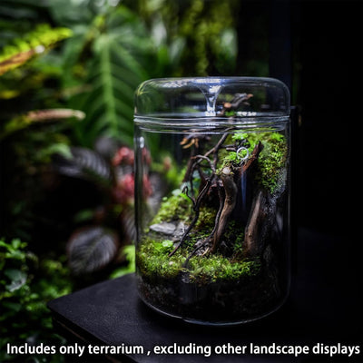 Terrario vidrio 4.7x7pulg para suculentas y helecho hogar