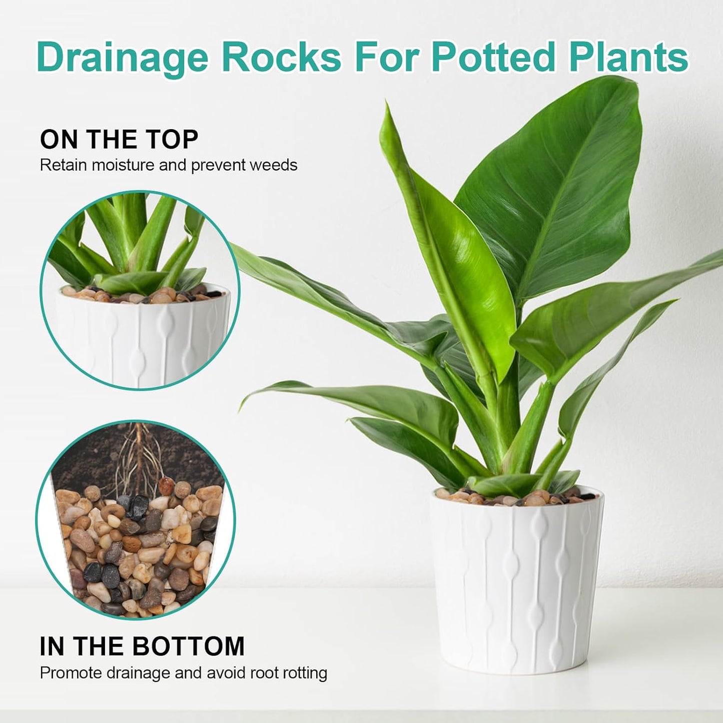 Rocas drenaje 5lb para plantas suculentas cactus acuario