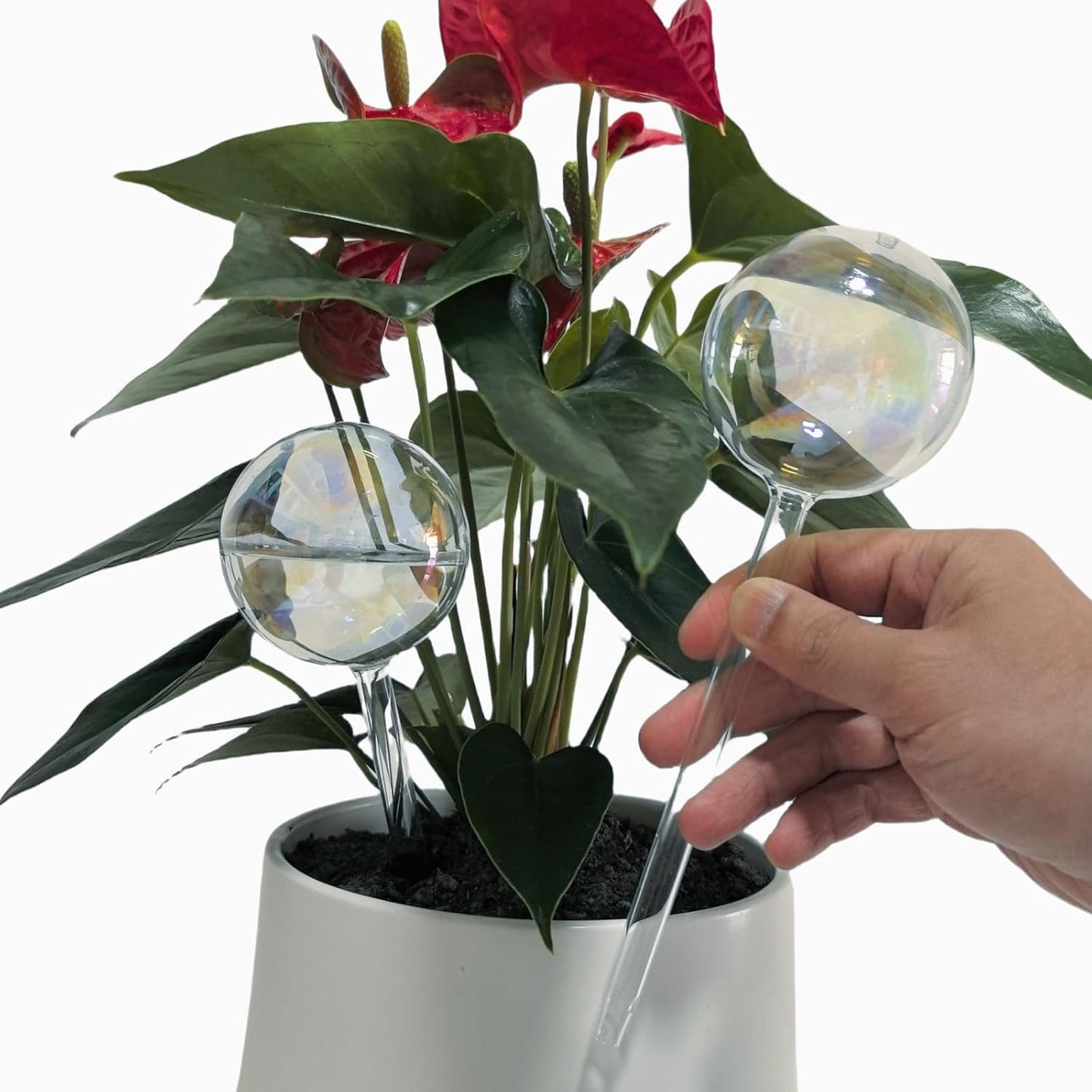 2 Globos Riego Vidrio Arcoíris Sistema Automático
