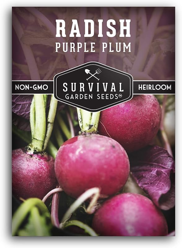 Semilla rábano morado suave para plantar en huerto