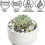Piedras decorativas jade pulido 12lb para plantas