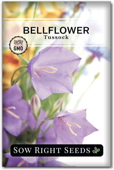 Semillas campanilla perenne paquete con instrucciones