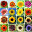 Semillas girasol para plantar 2 paquetes sin OMG