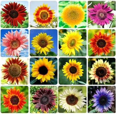 Semillas girasol para plantar 2 paquetes sin OMG
