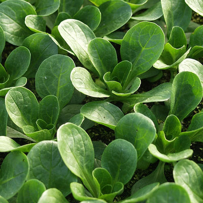 Semillas lechuga ensalada maíz vegetal 500