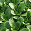 Semillas lechuga ensalada maíz vegetal 500