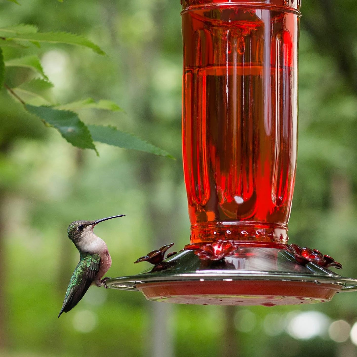 Comedero vidrio colibríes 6 puertos para jardín rojo