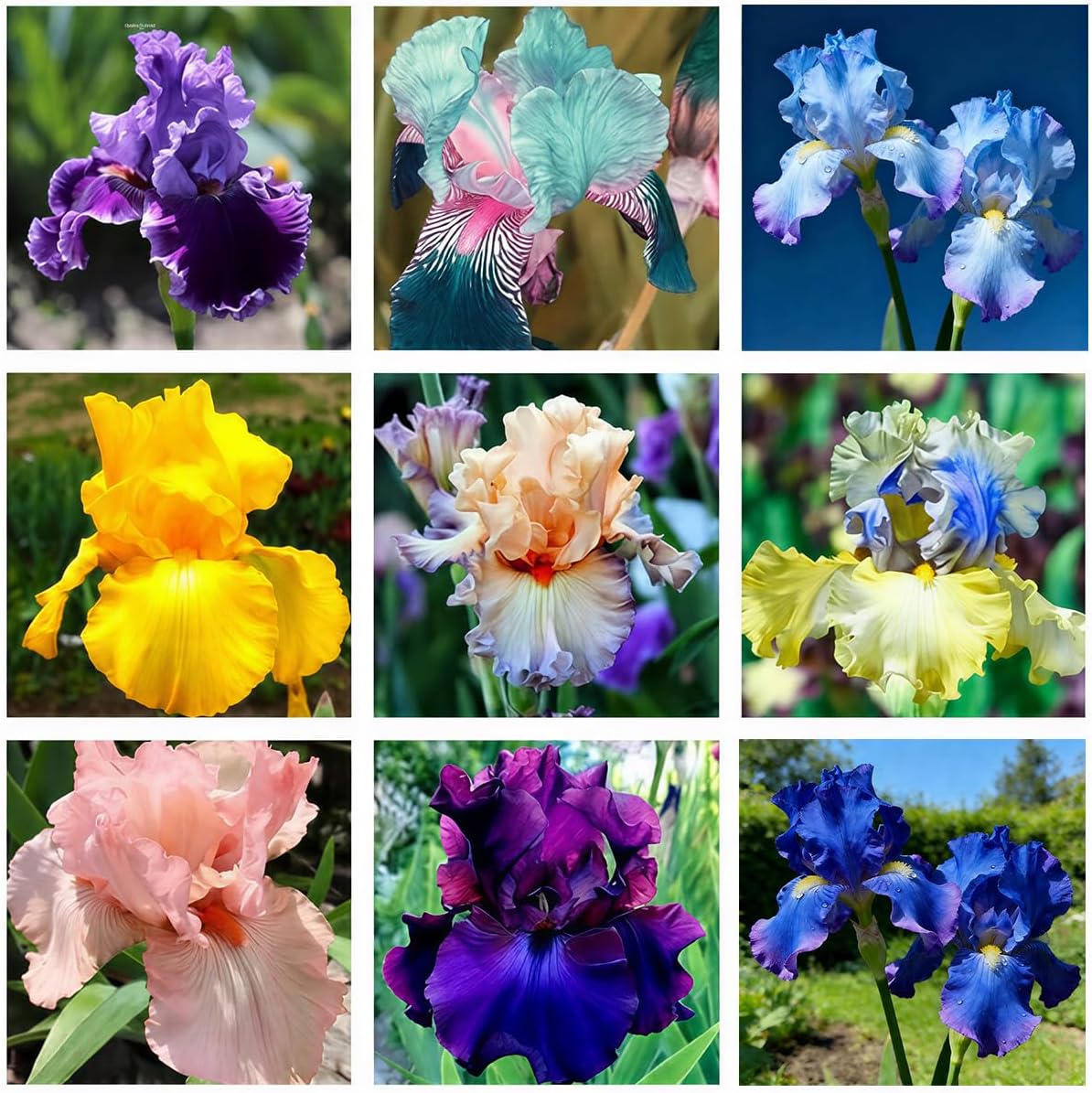 75 Semillas Iris Colores Mixtos para Jardín