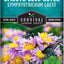 Semillas Aster Blue Aster Flor silvestre paquete 1