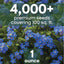 Semillas Forget Me Not 1oz Temporada 2026