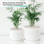 5lb Guijarros blancos decorativos para plantas suculentas