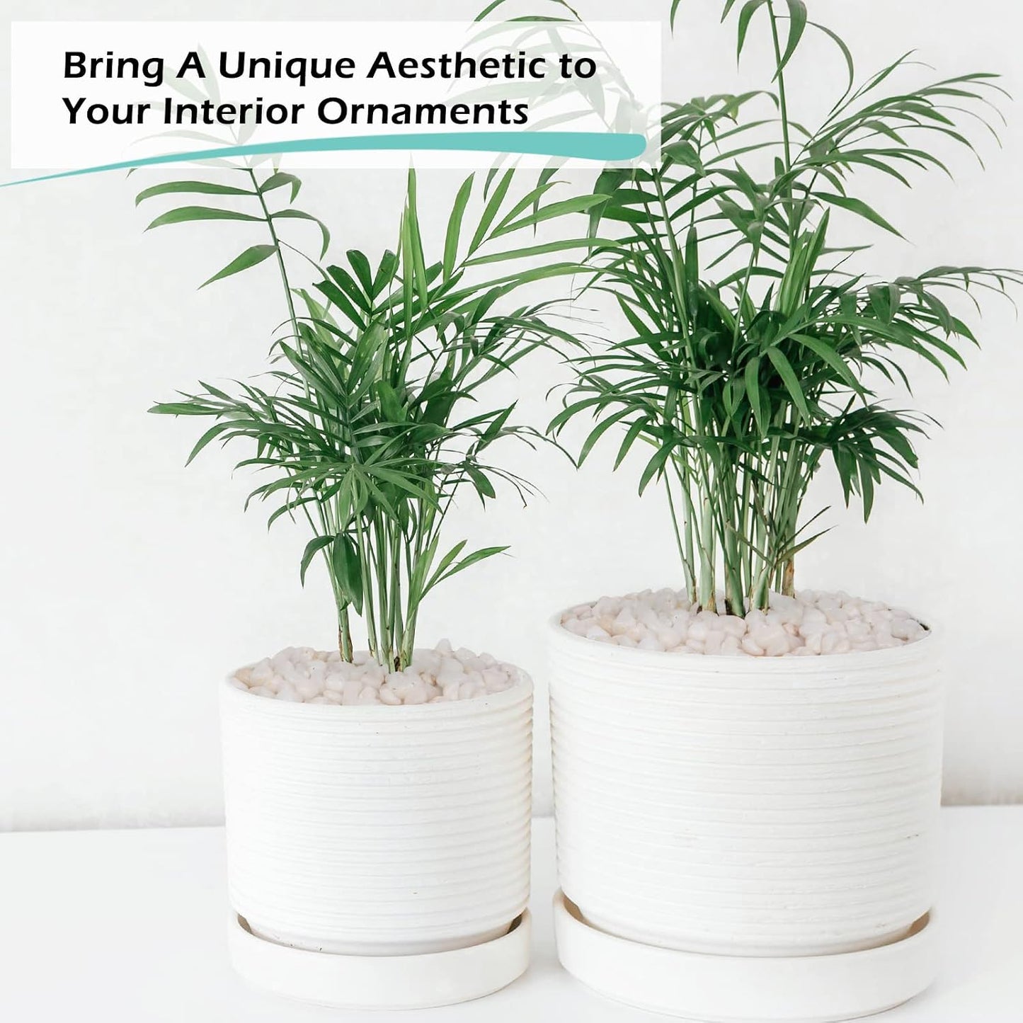 5lb Guijarros blancos decorativos para plantas suculentas