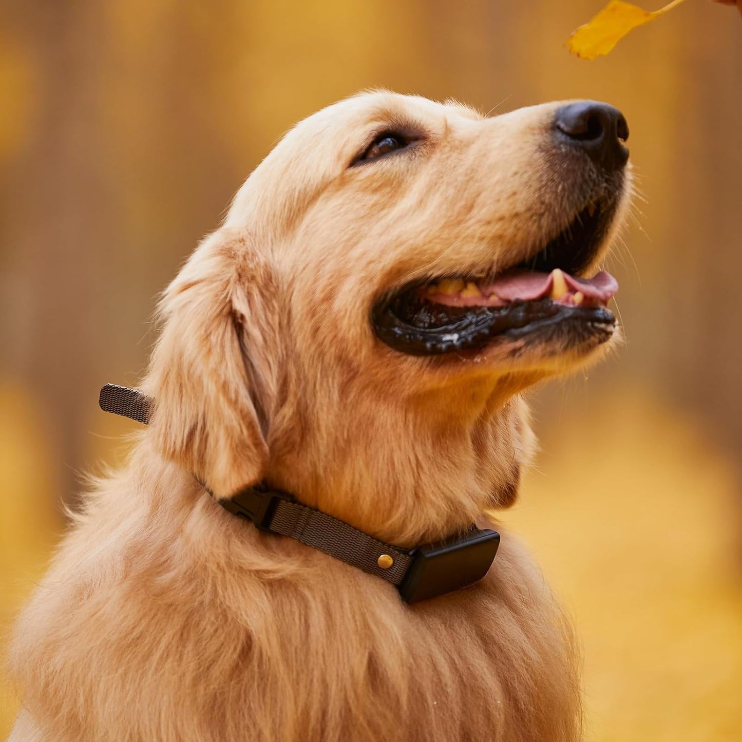 Receptor collar E adicional para perros control remoto