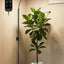 Luz LED crecimiento plantas interior 3 modos ajustable