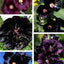 Semillas Hollyhock 0.18oz para jardín gótico polinizadores