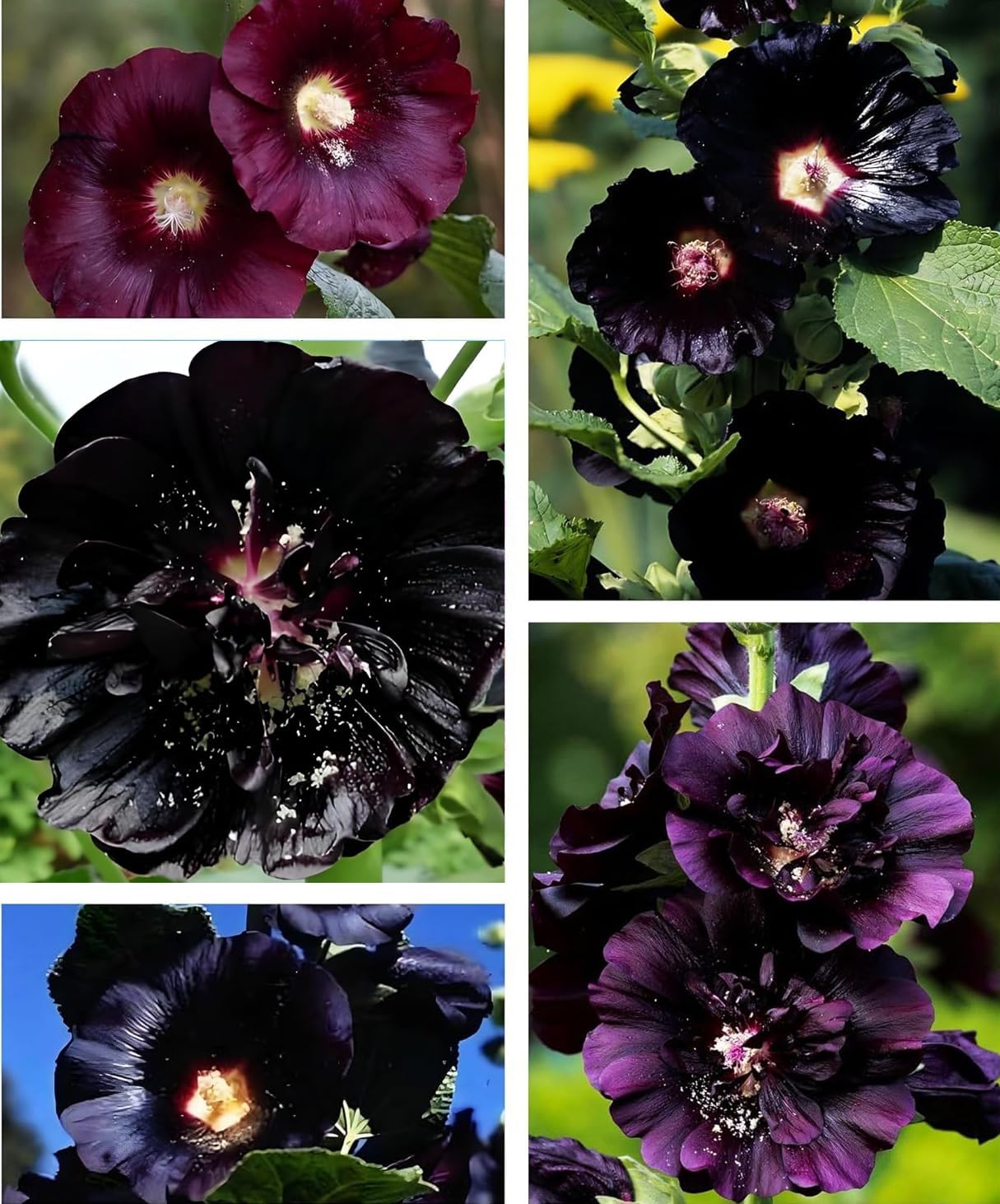 Semillas Hollyhock 0.18oz para jardín gótico polinizadores