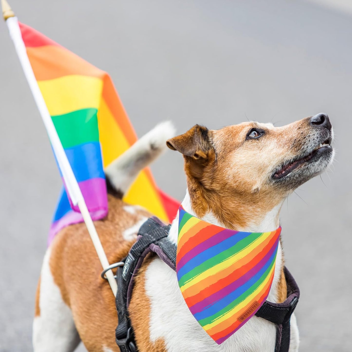 Bandana arco iris para perros medianos y grandes