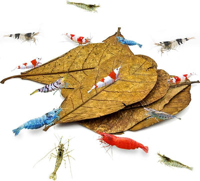 10 Hojas Almendra India para Acuarios Camarones 4-7pulg