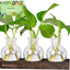 Estación propagación plantas madera vidrio decoración