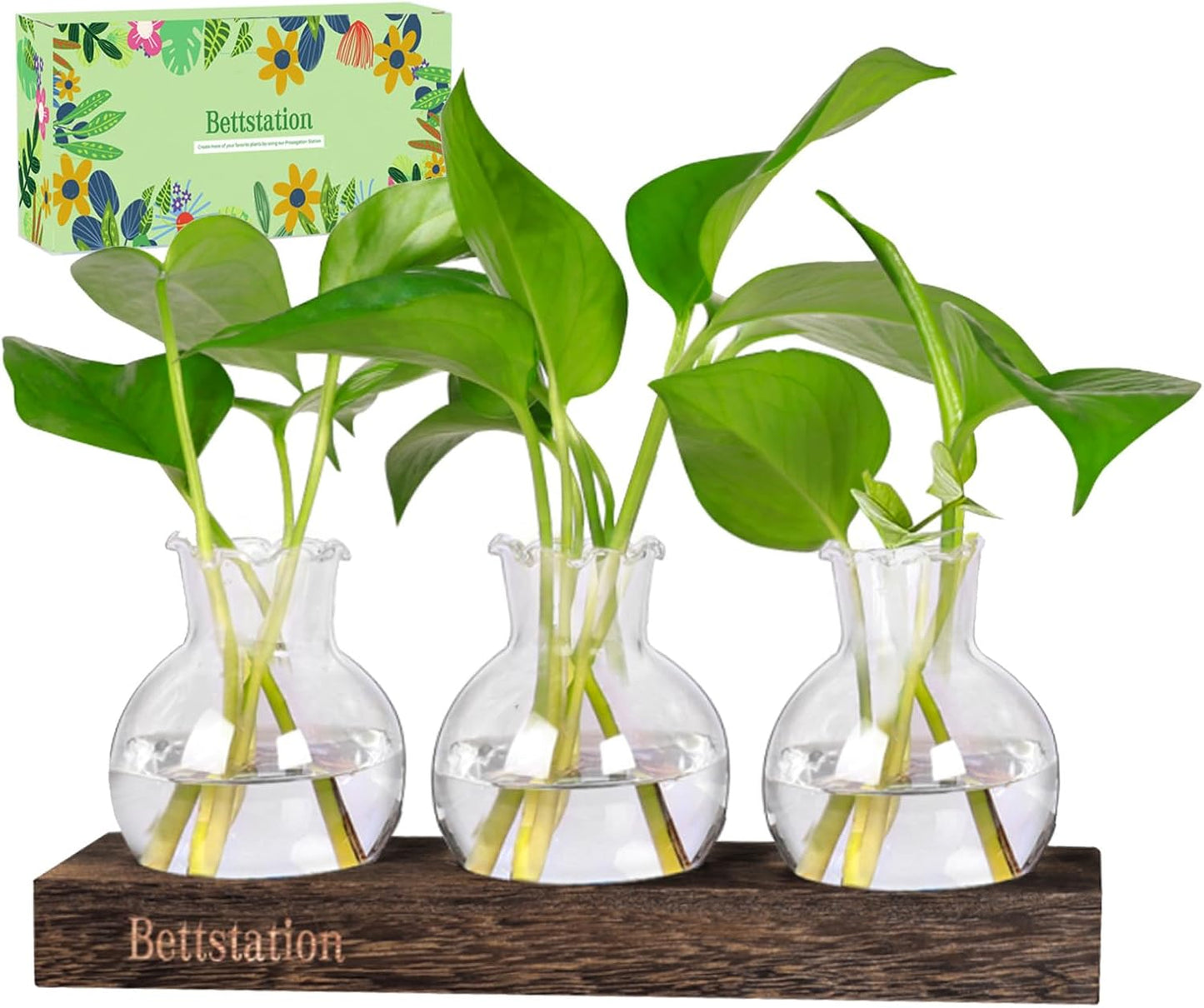 Estación propagación plantas madera vidrio decoración