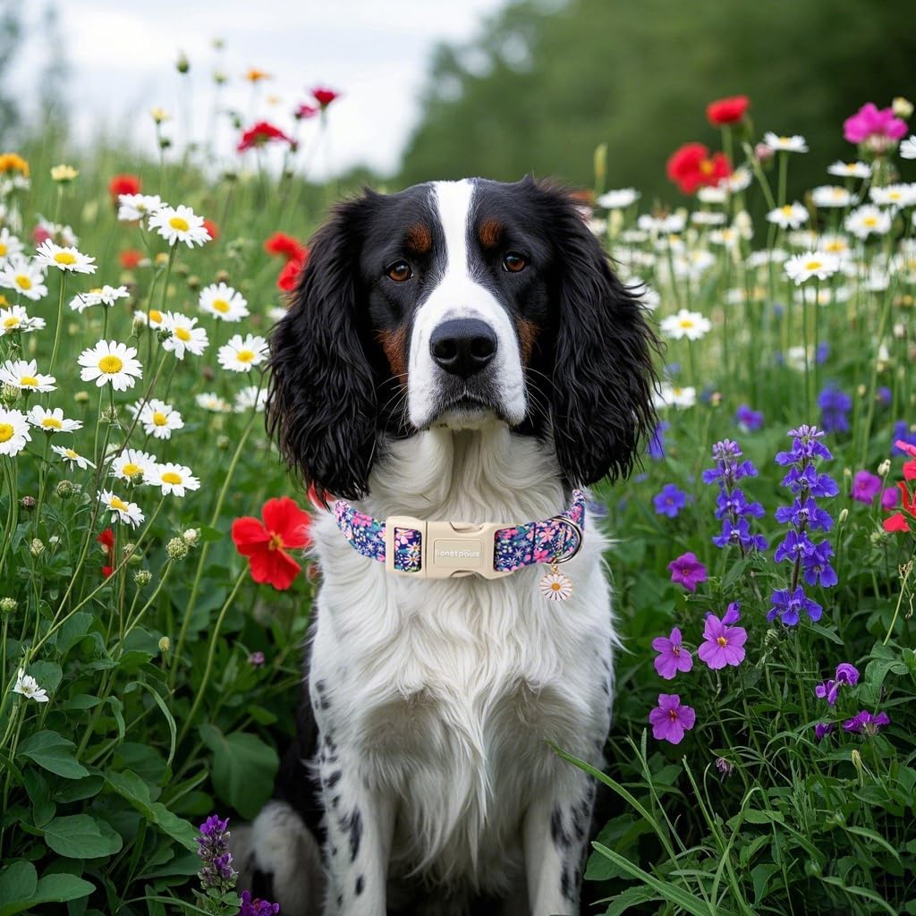 Collar perro floral ajustable para pequeños y medianos