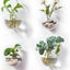 Macetas colgantes terrario vidrio para plantas