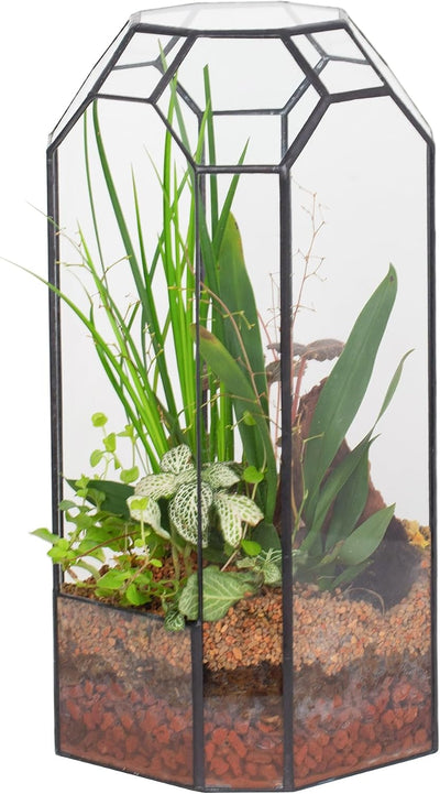 Terrario vidrio abierto para suculentas 5.5x5.5x12.8pulg