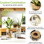 Set 12 jarrones hidropónicos vidrio decoración
