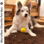 Tapete baño 20x31" para mascotas ultra suave absorbente