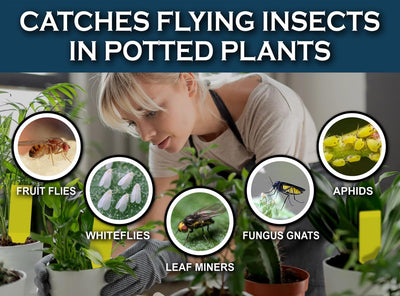 30 Pzas Trampas adhesivas para insectos y mosquitos