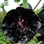 Semillas Hollyhock 0.18oz para jardín gótico polinizadores