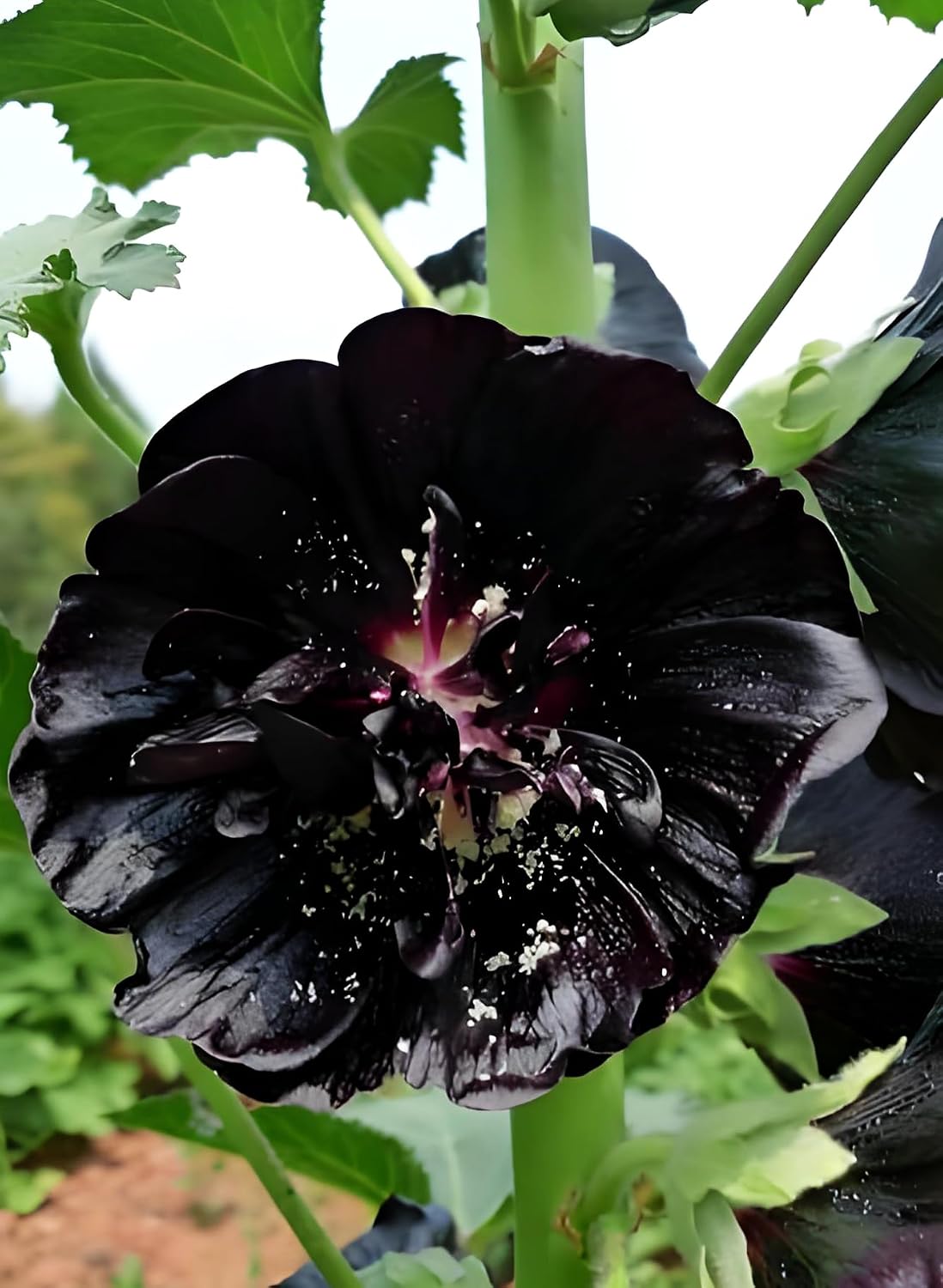 Semillas Hollyhock 0.18oz para jardín gótico polinizadores