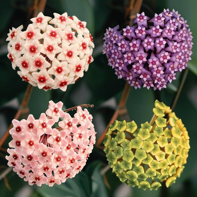 Semillas mixtas Hoya para macetas colgantes y jardín