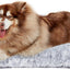 Cama XL Plus para perros extragrandes suave y cálida antideslizante
