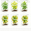 6 Cubiertas Jardín 18x24pulg con Estacas y Bolsa Red Reutilizable