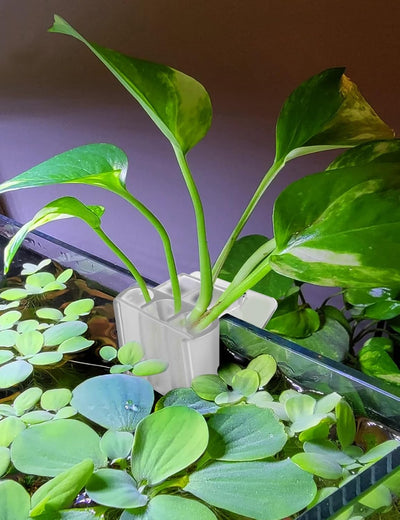 4 Soportes colgantes acuario 3 agujeros para plantas decoración