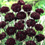 100 Pzas Semillas Centaurea Cyanus Jardín Hogar