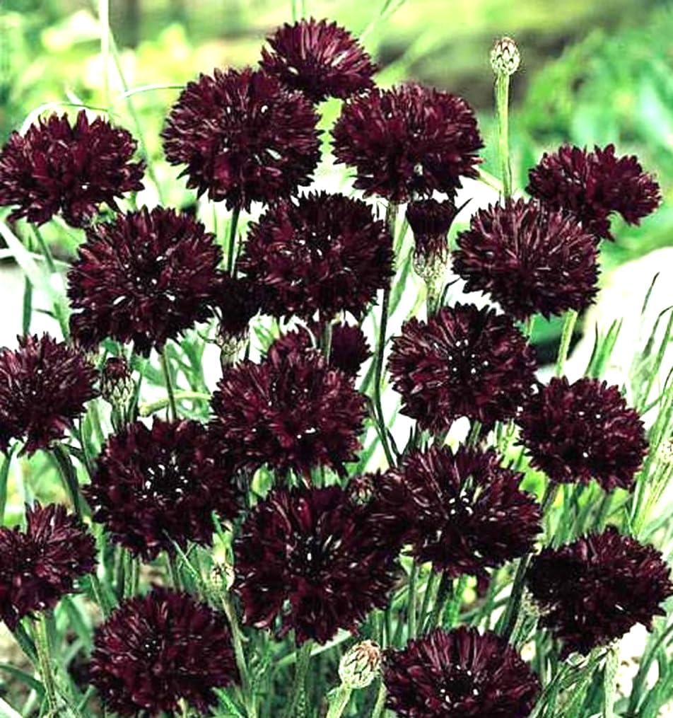 100 Pzas Semillas Centaurea Cyanus Jardín Hogar