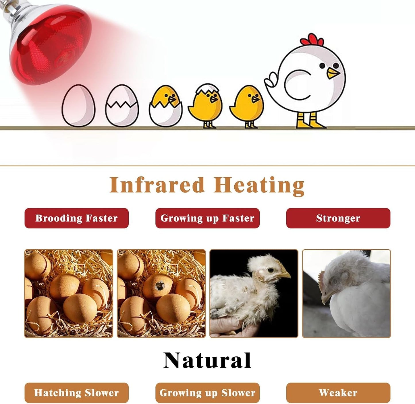 Lámpara calor infrarroja 250W para pollos y mascotas Par38 E26