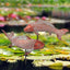 2 Pzas Escultura Pez Koi Cobre Antiguo para Jardín Estanque