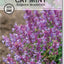 Semillas menta para gatos Nepeta fácil de cultivar