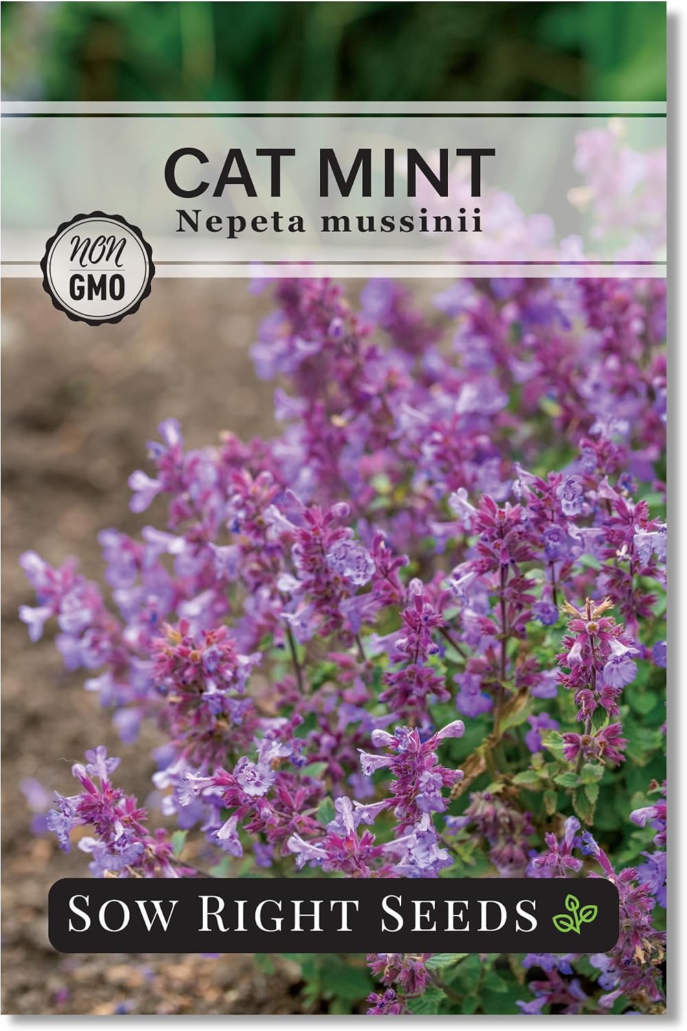 Semillas menta para gatos Nepeta fácil de cultivar