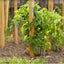 Estacas madera jardín y poste letrero 3ft pack 50
