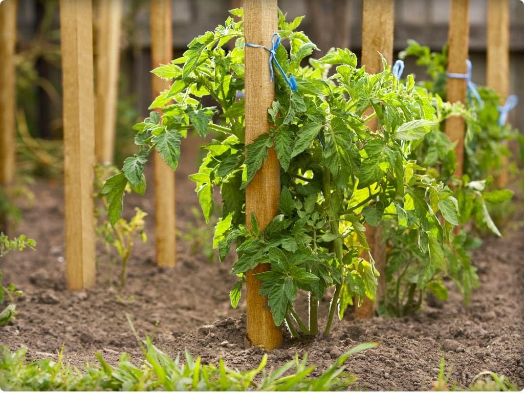 Estacas madera jardín y poste letrero 3ft pack 50