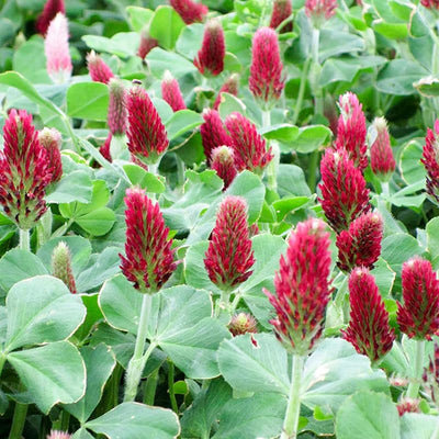 Semillas trébol carmesí germinado alta germinación