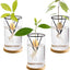 3 Pzas Kit Cultivo Aguacate Jarron Cristal Soporte Metal Bambu