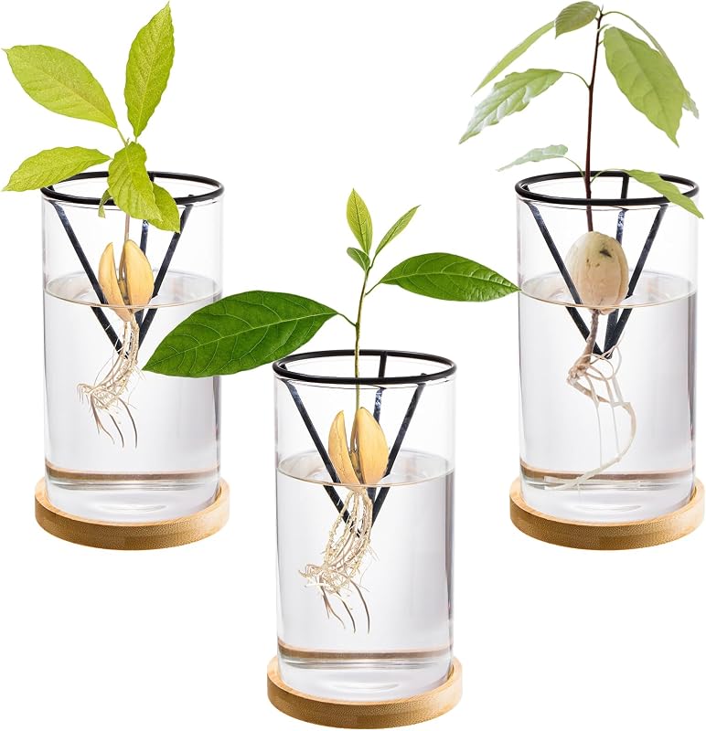 3 Pzas Kit Cultivo Aguacate Jarron Cristal Soporte Metal Bambu
