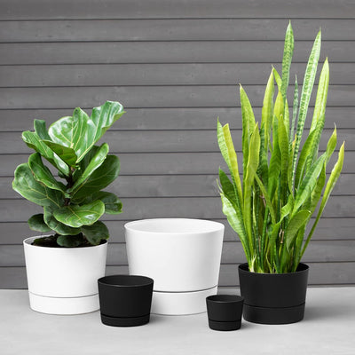 Maceta cilíndrica moderna bajo color blanco 6.5"