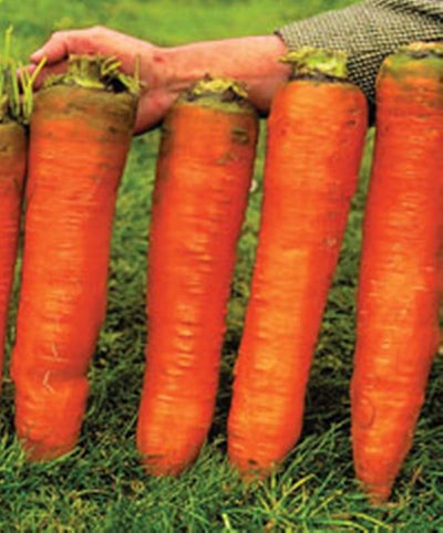 Semillas Zanahoria Gigante Rojo Heirloom
