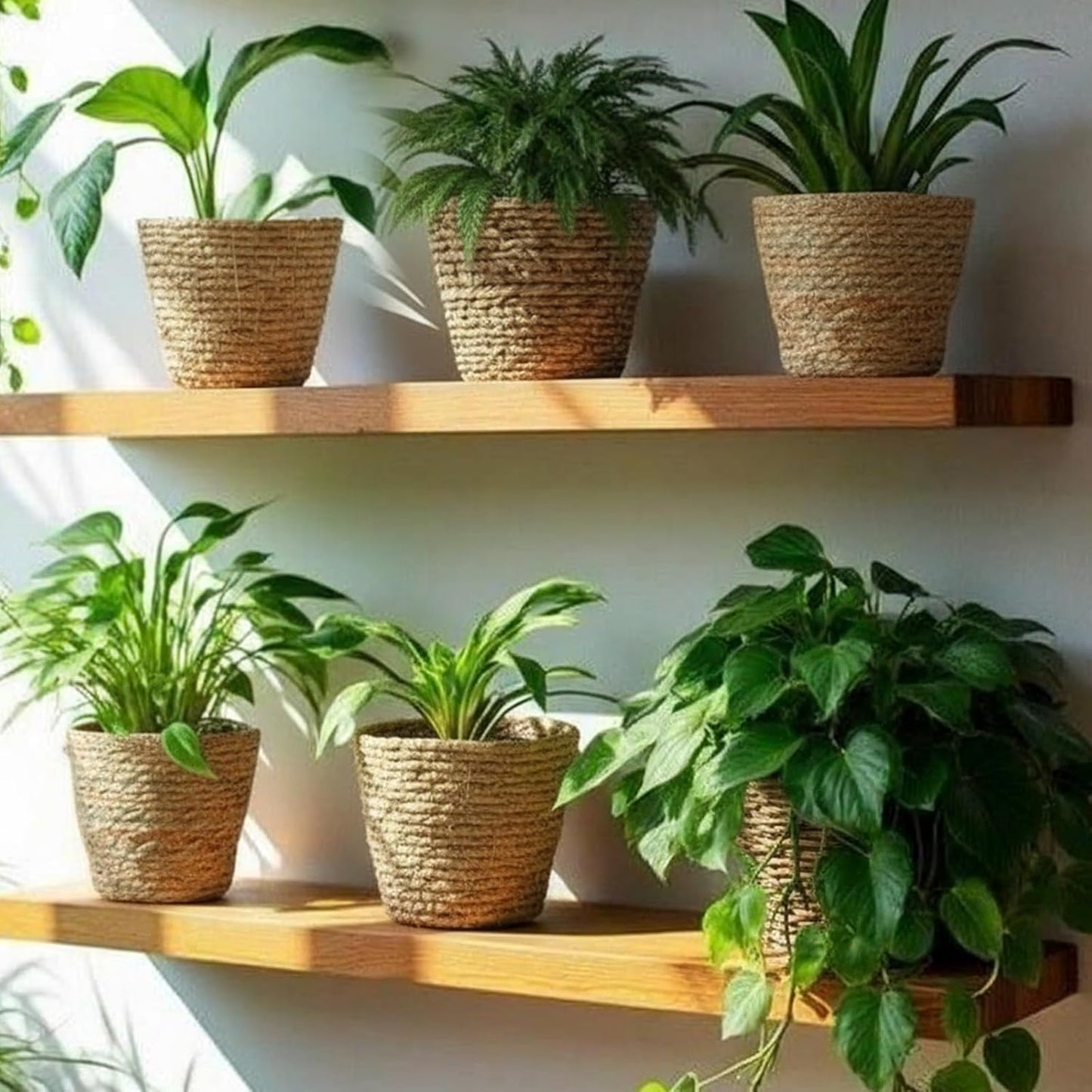 24 Cestas Mimbre Forro Plástico Plantas Rústicas